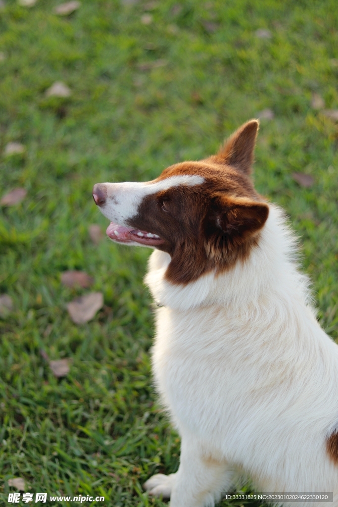 边境牧羊犬