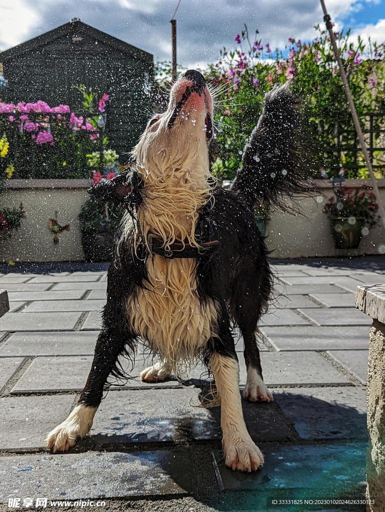 边境牧羊犬