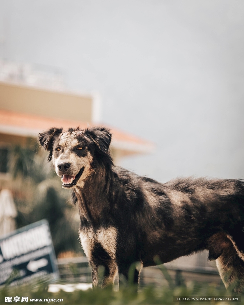 边境牧羊犬