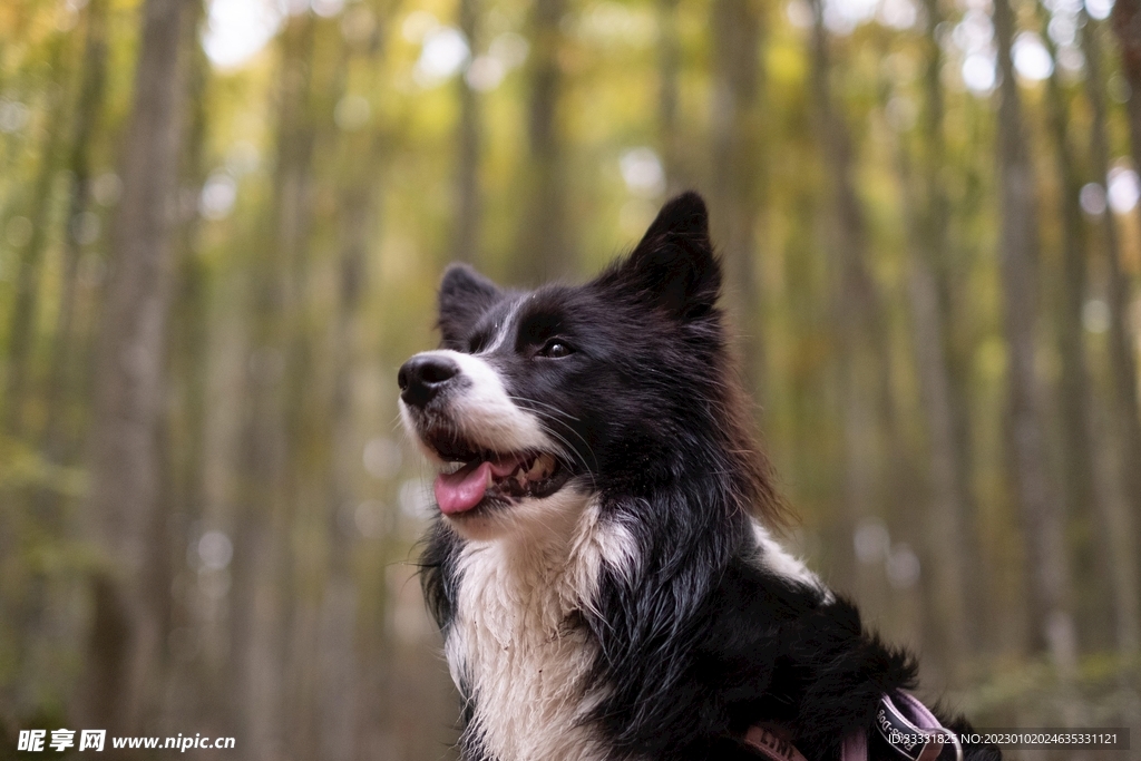 边境牧羊犬