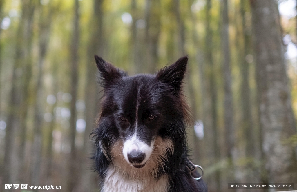 边境牧羊犬
