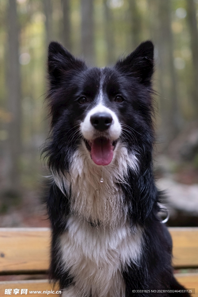 边境牧羊犬
