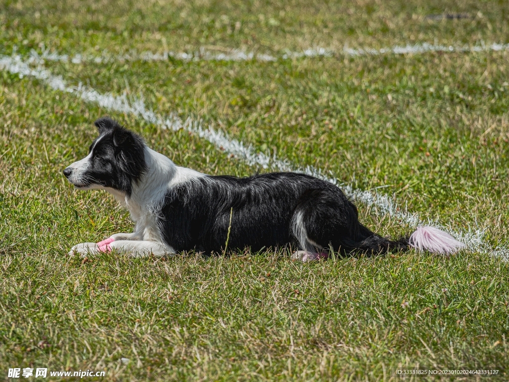 边境牧羊犬