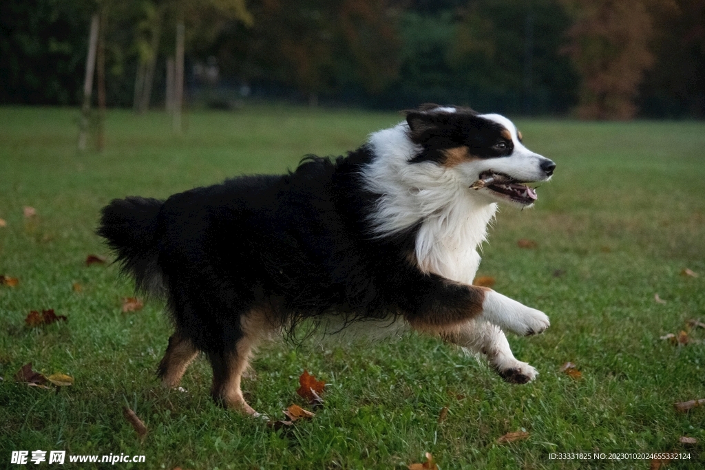 边境牧羊犬