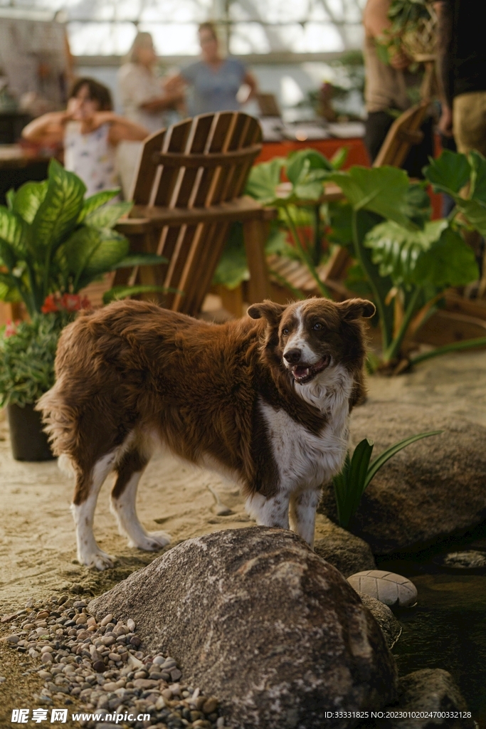 边境牧羊犬
