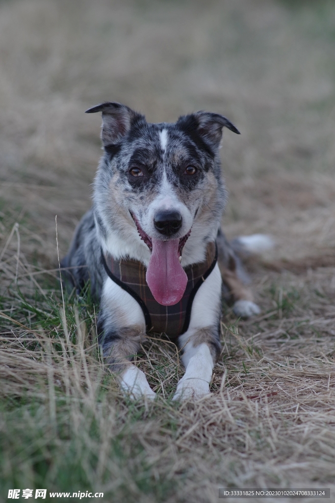 边境牧羊犬