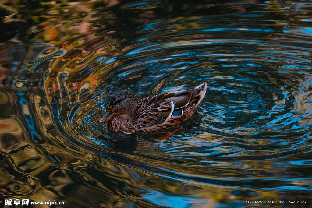 鸭子