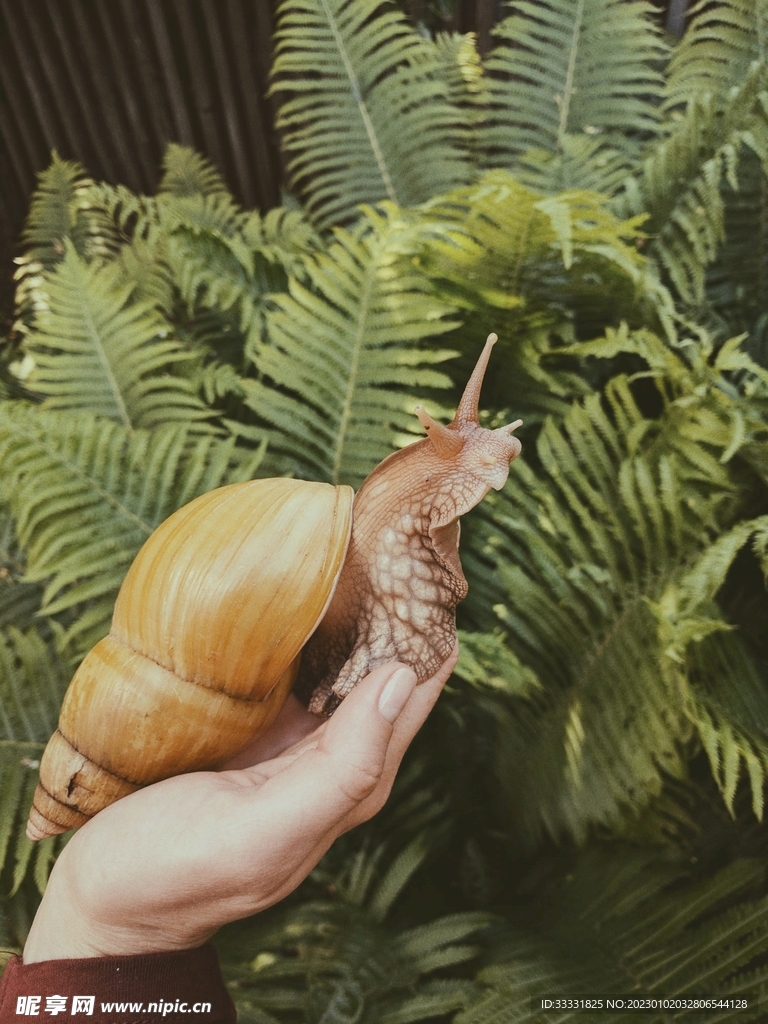 蜗牛