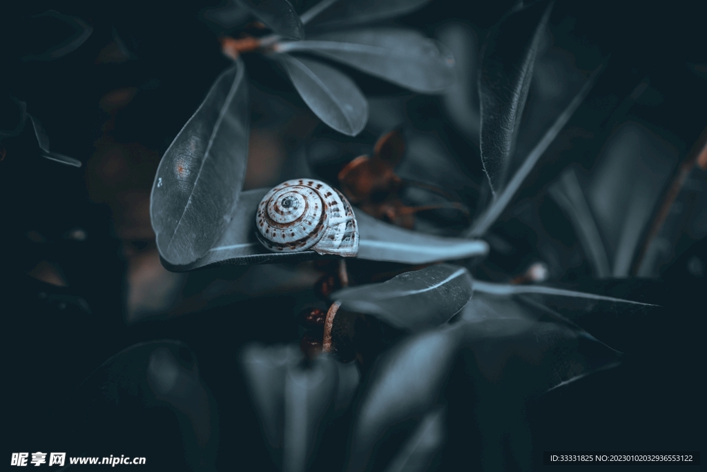 蜗牛