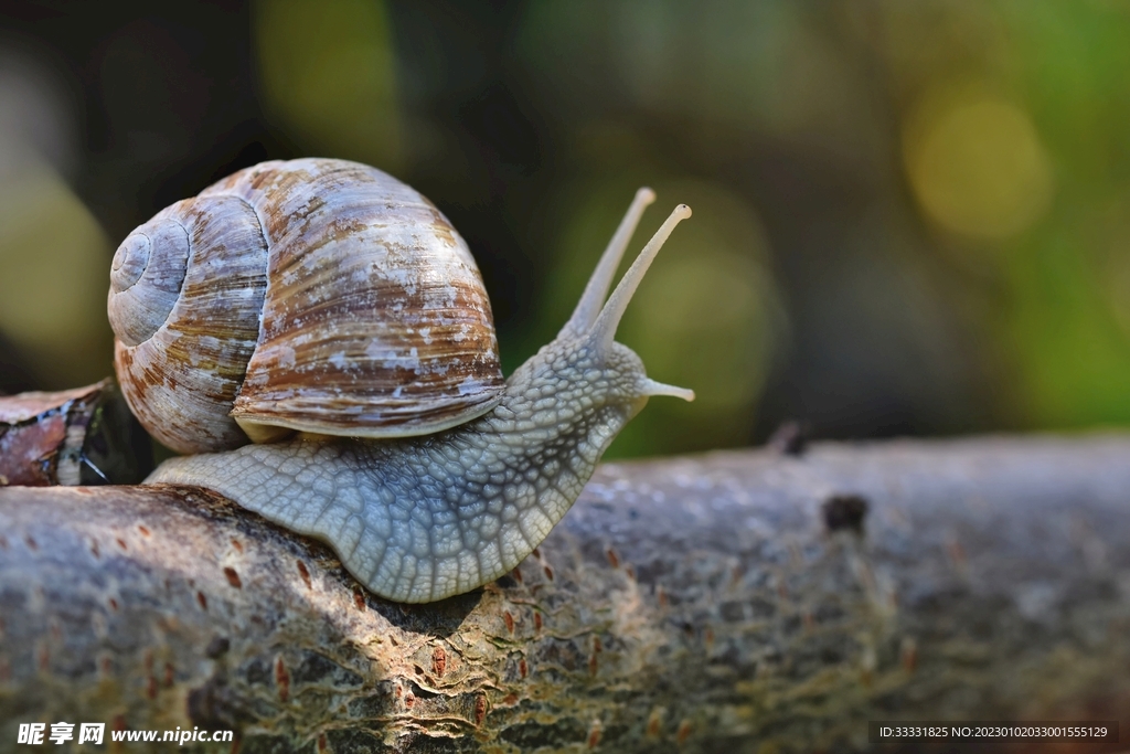 蜗牛