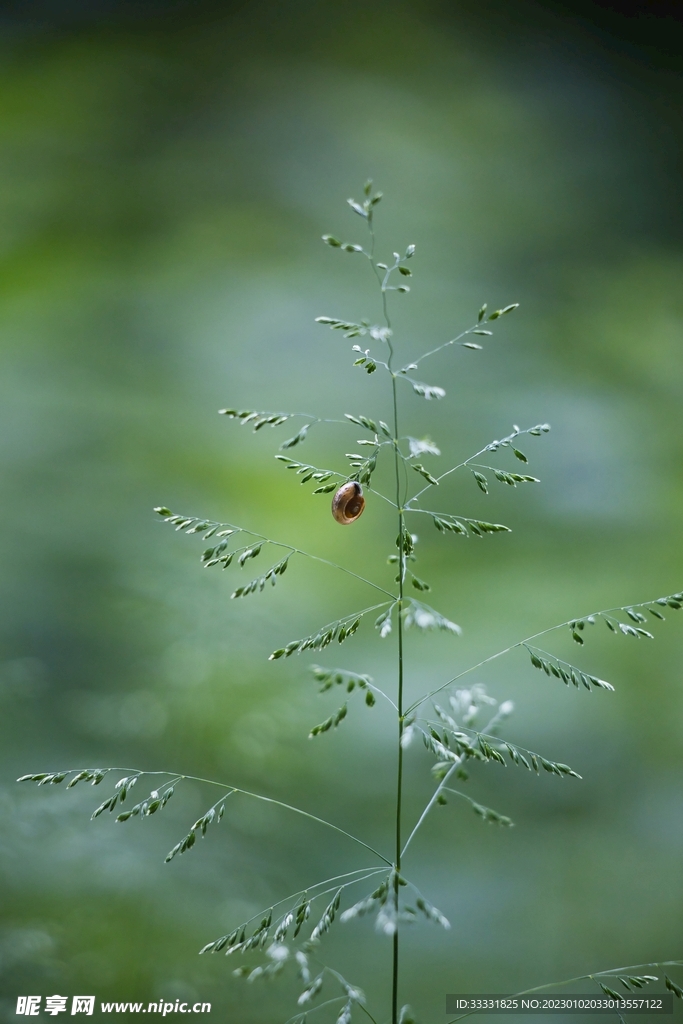蜗牛