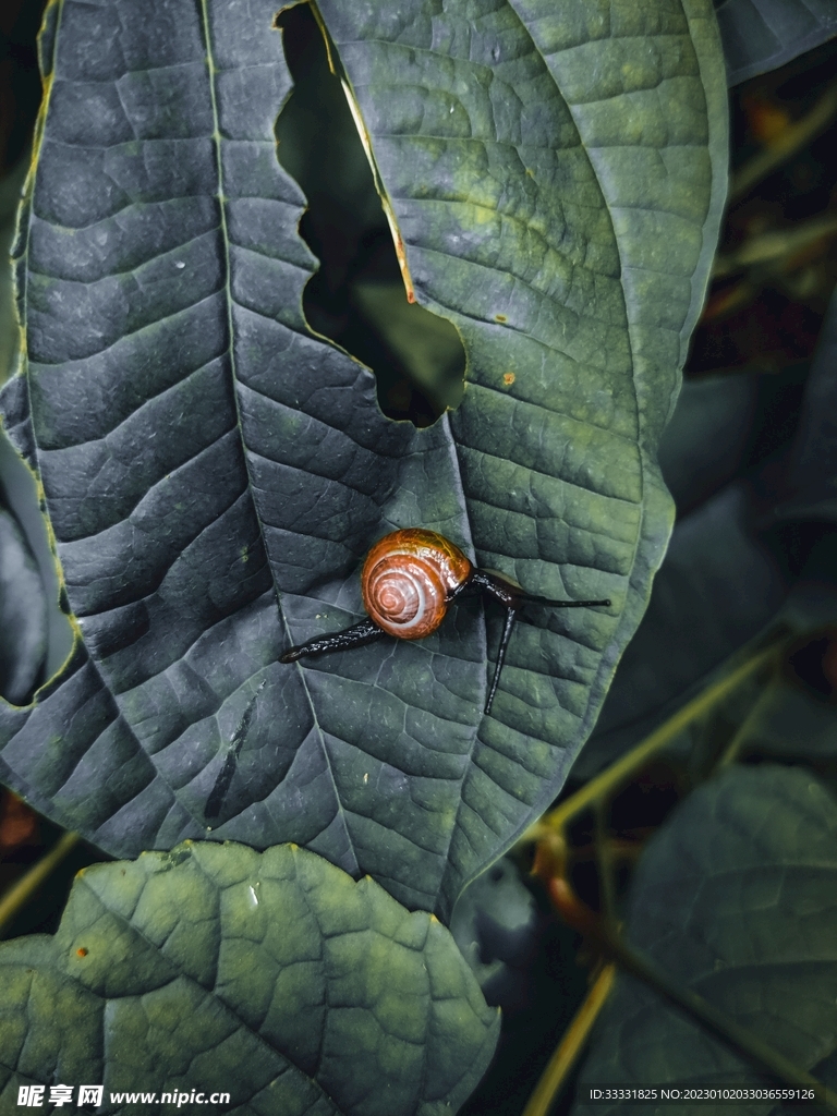 蜗牛