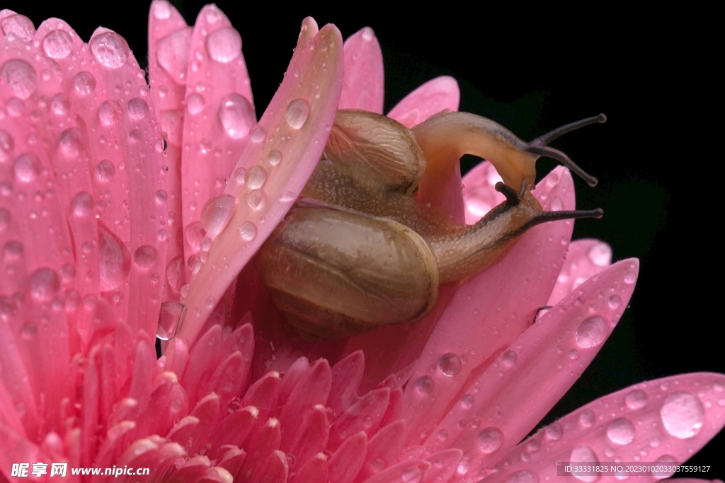 蜗牛