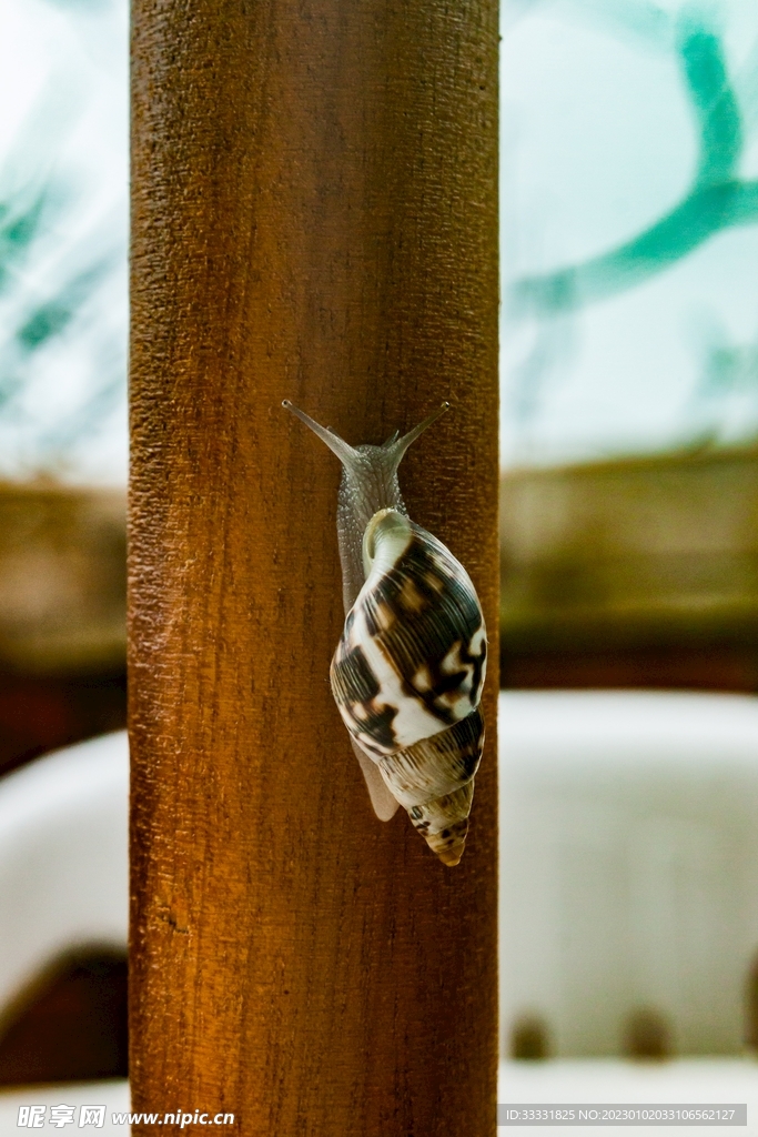 蜗牛