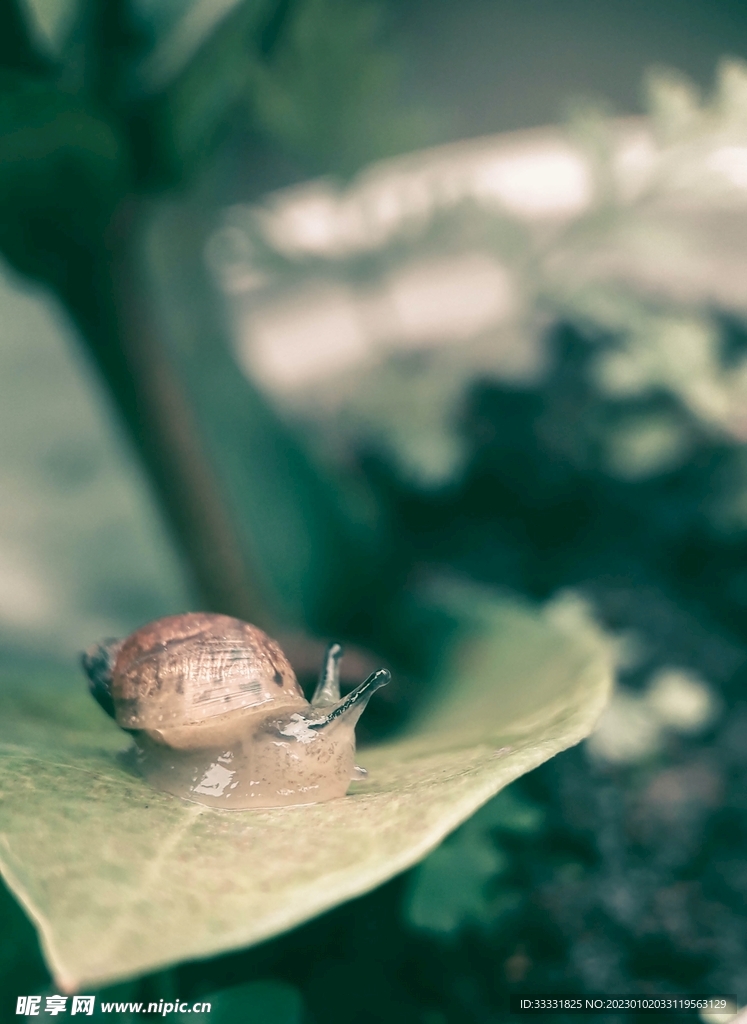 蜗牛