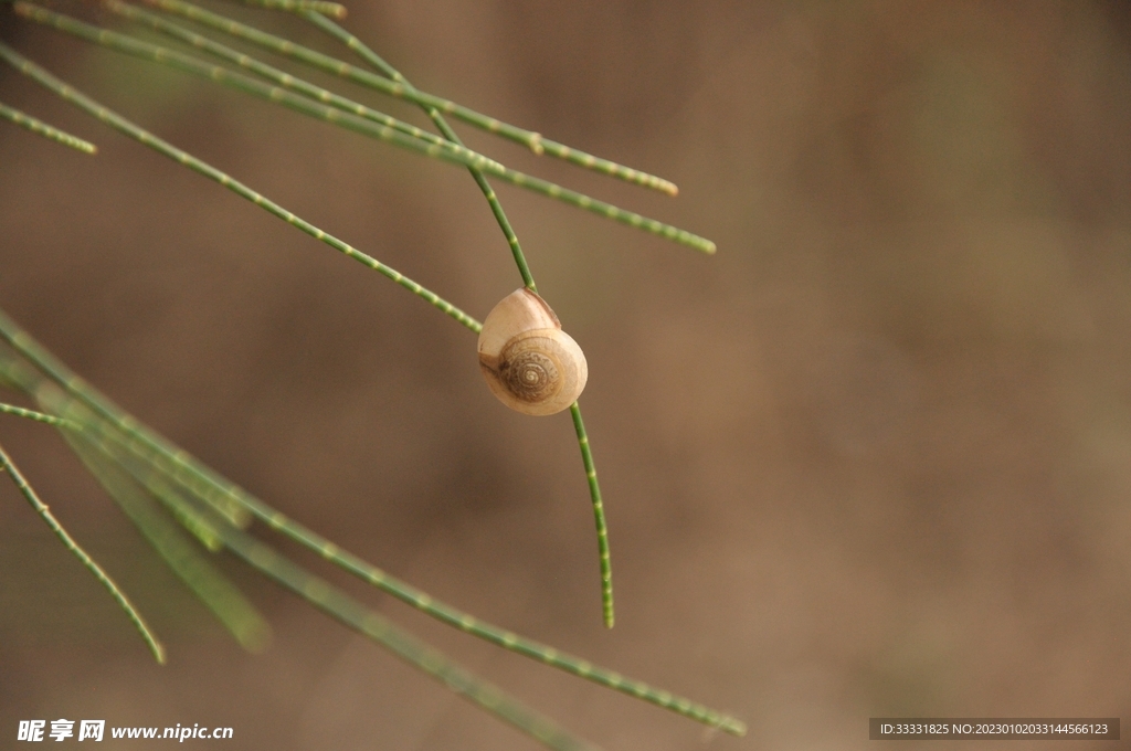 蜗牛