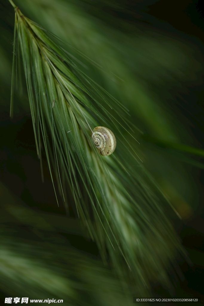 蜗牛