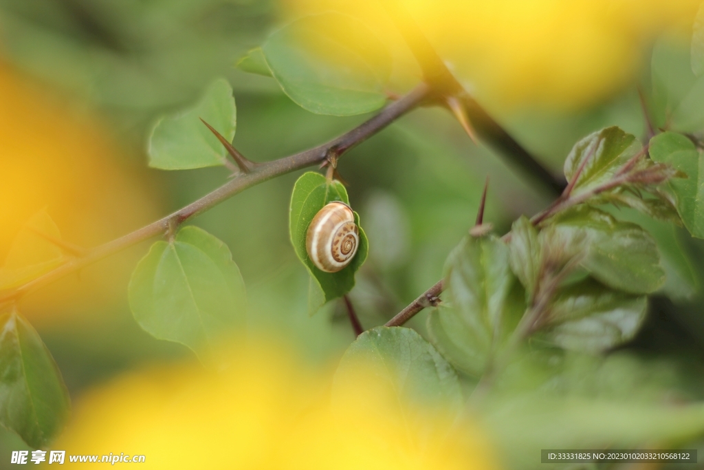 蜗牛