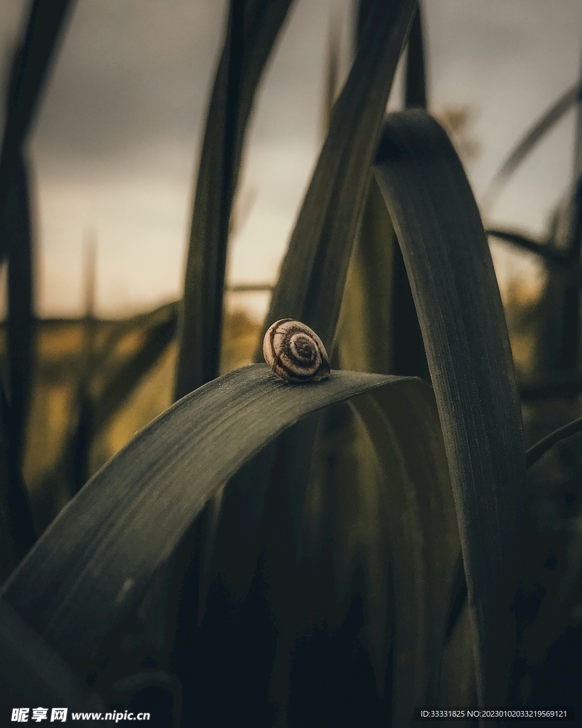 蜗牛