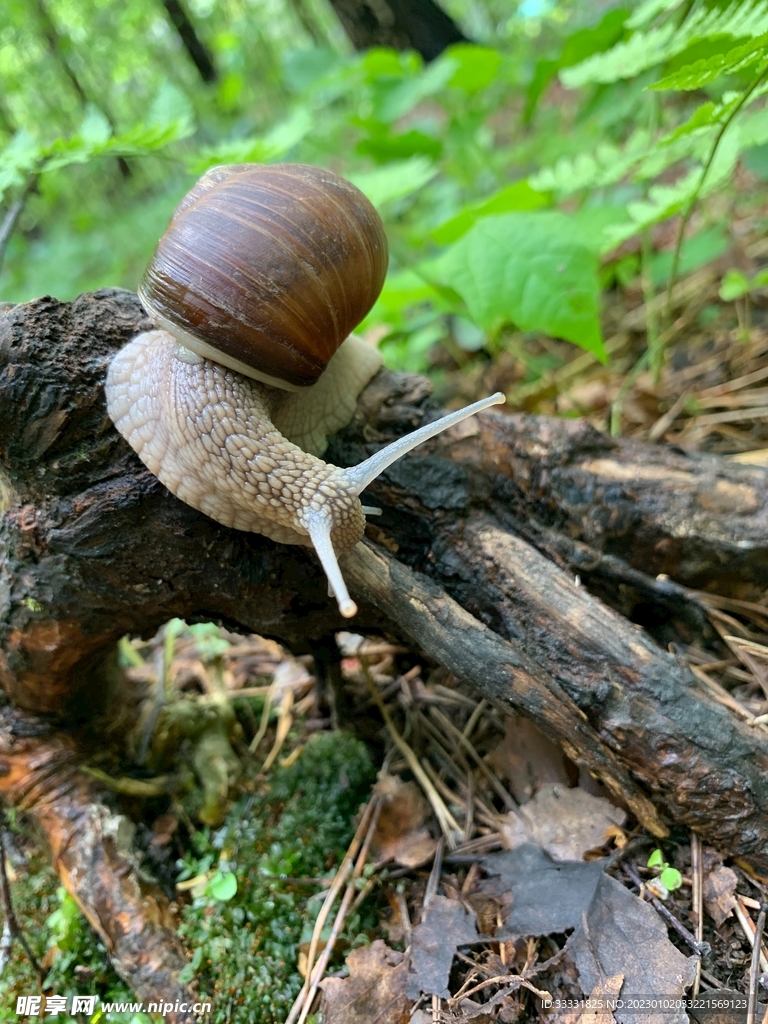 蜗牛