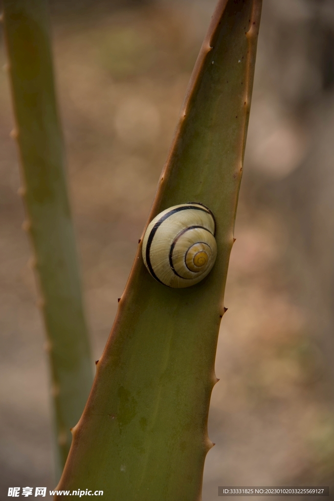 蜗牛