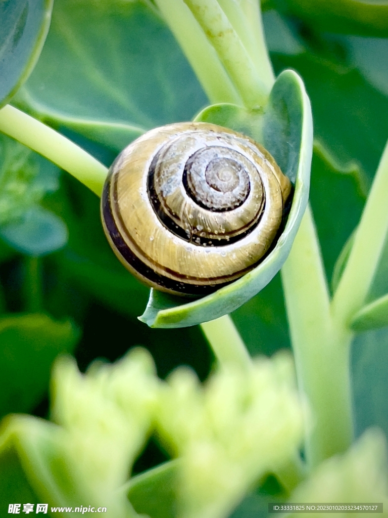 蜗牛