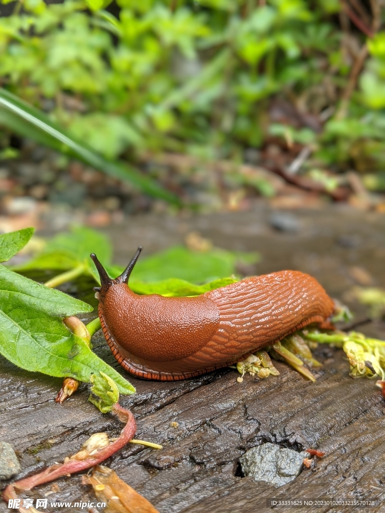 蜗牛