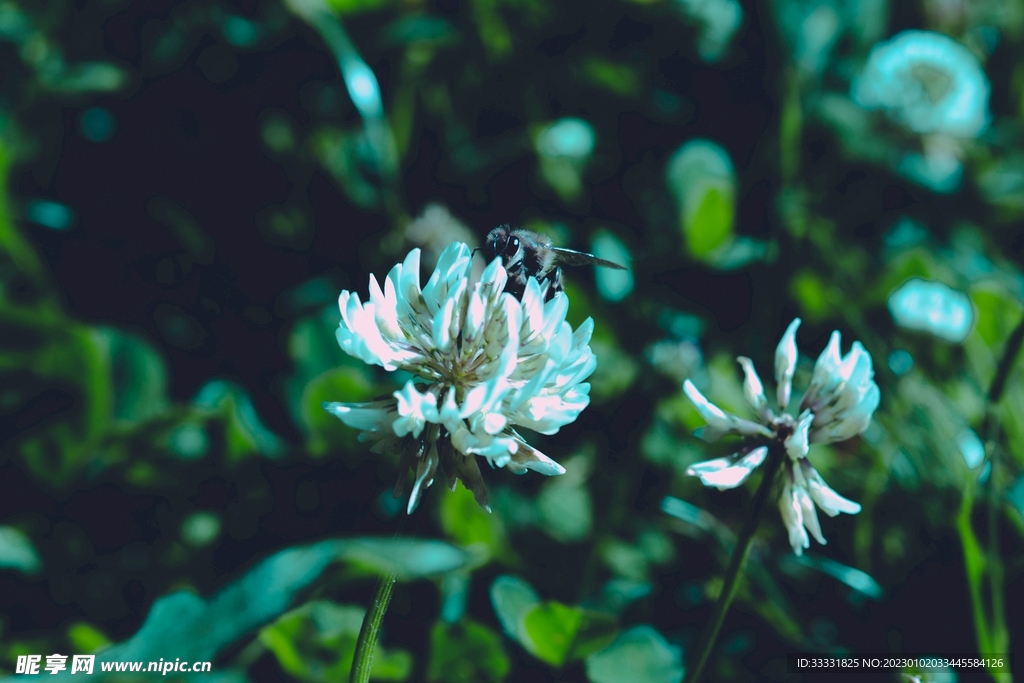蜜蜂