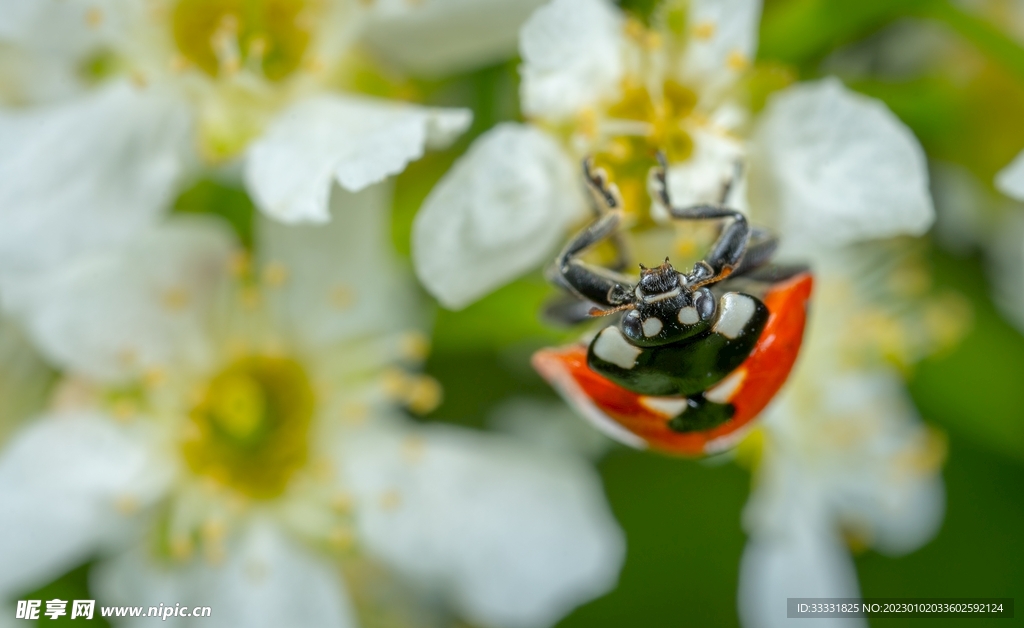 蜜蜂