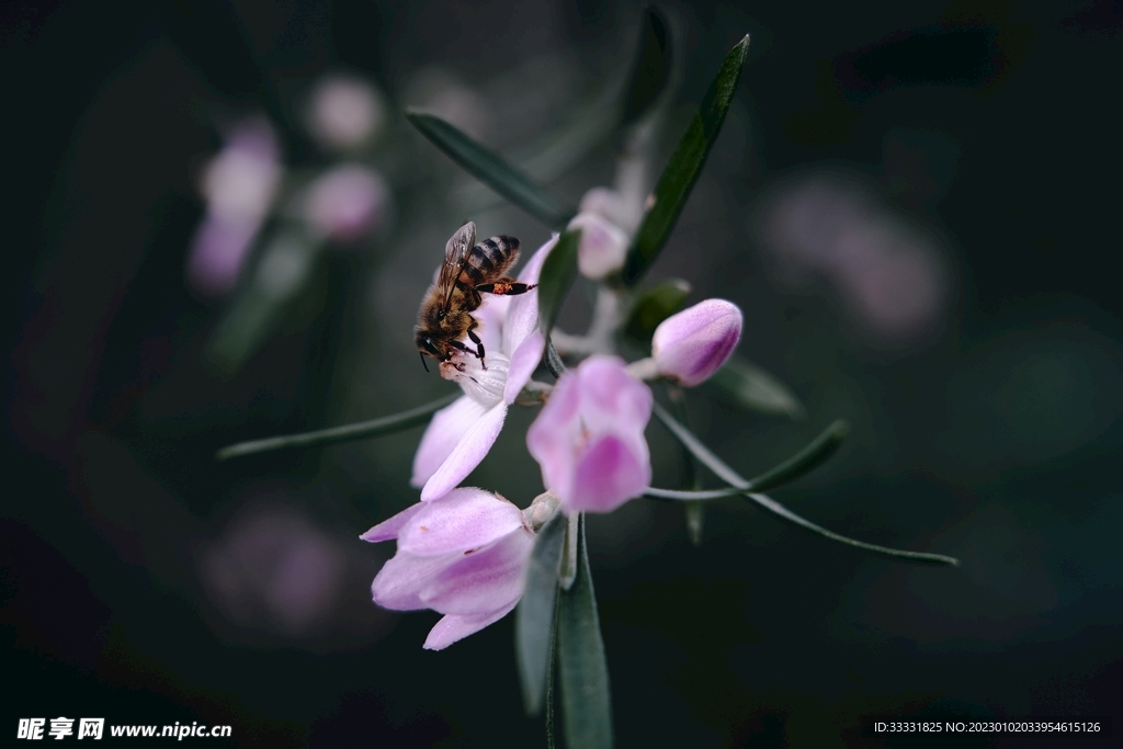 蜜蜂