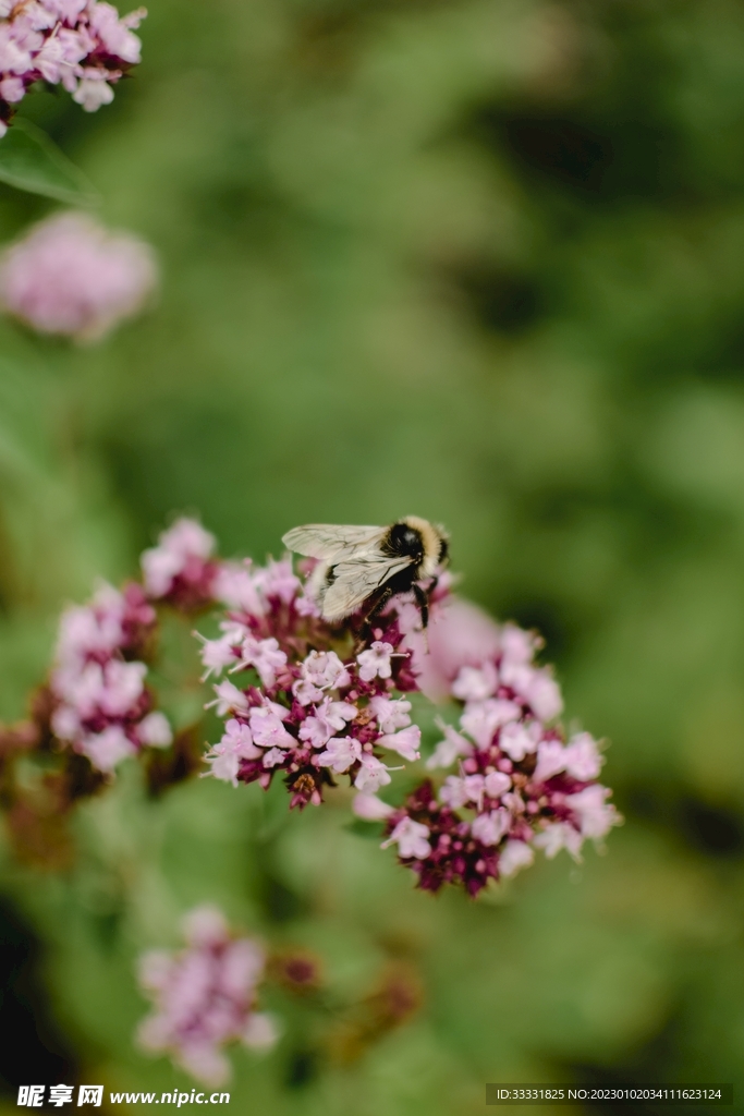 蜜蜂