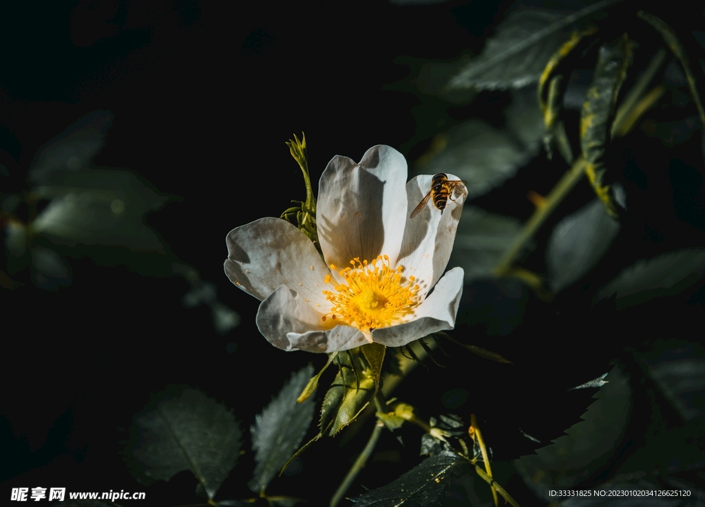 蜜蜂