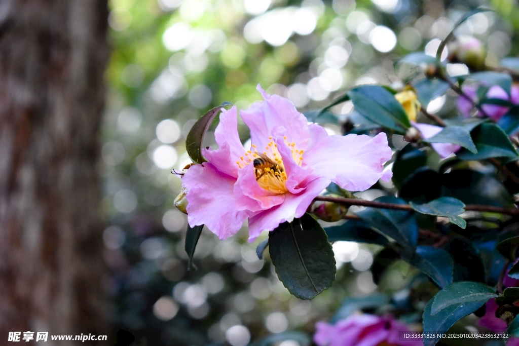 蜜蜂