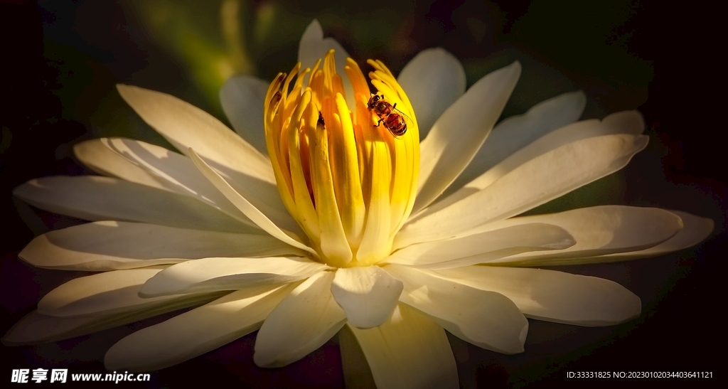 蜜蜂