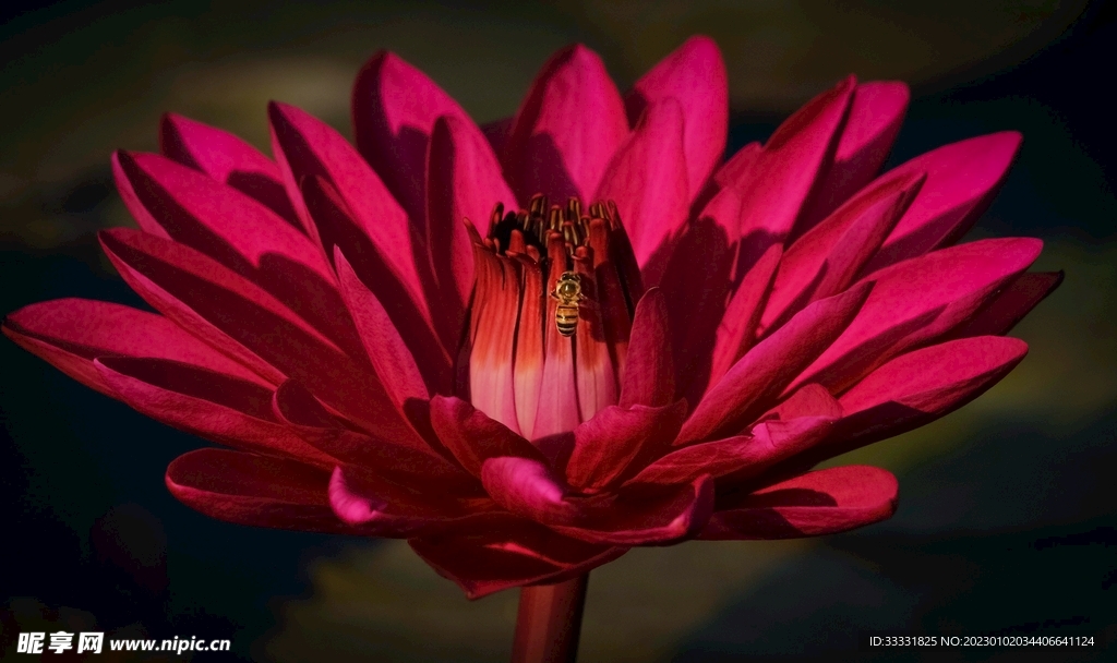 蜜蜂