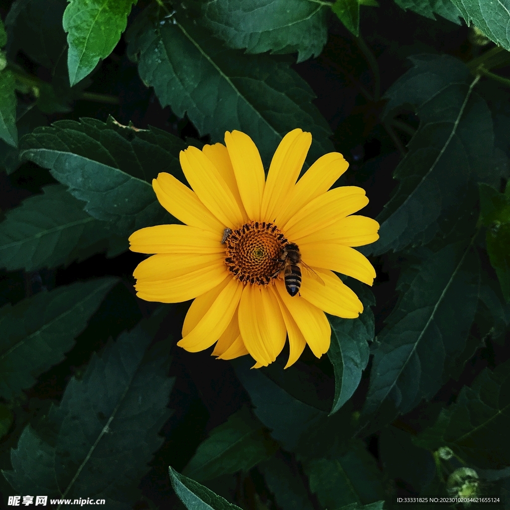 蜜蜂
