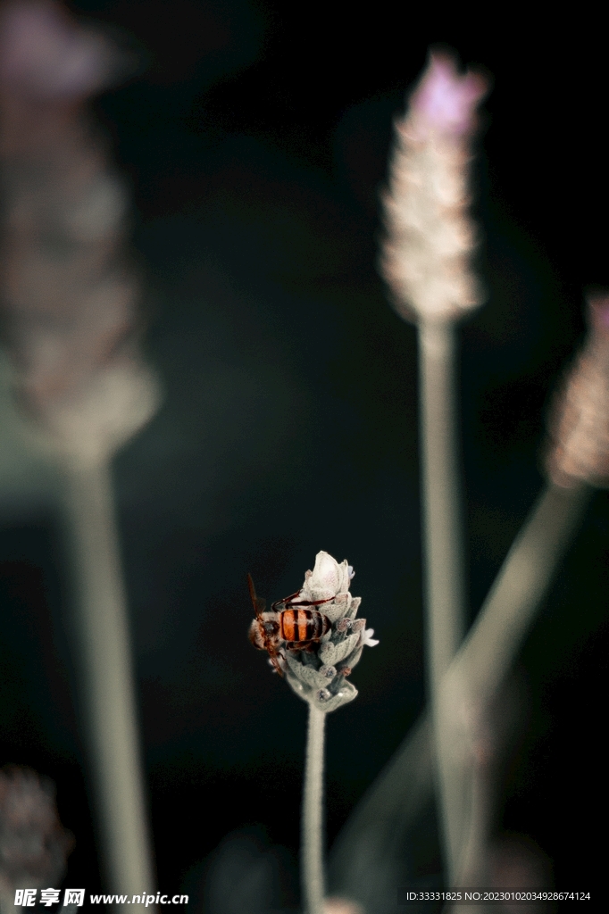 蜜蜂