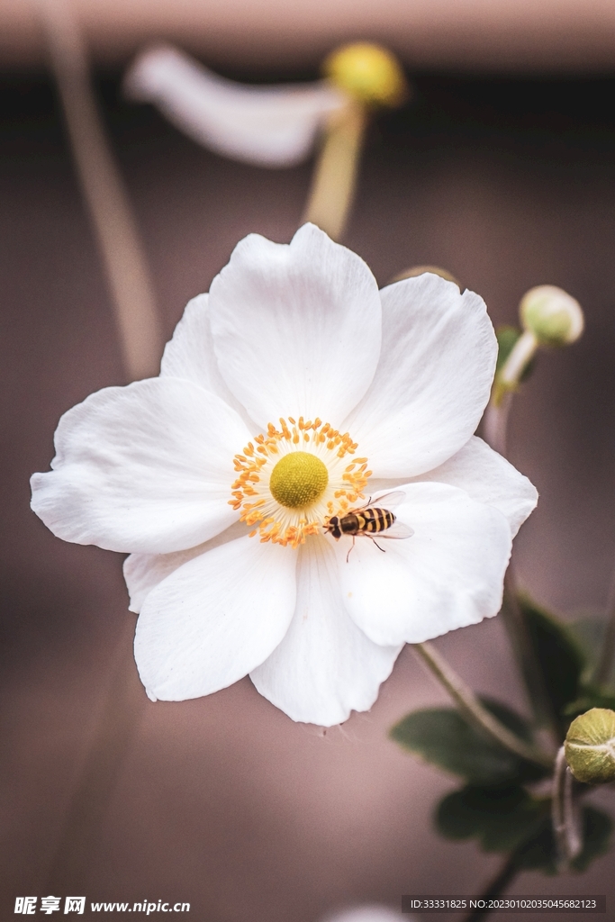 蜜蜂