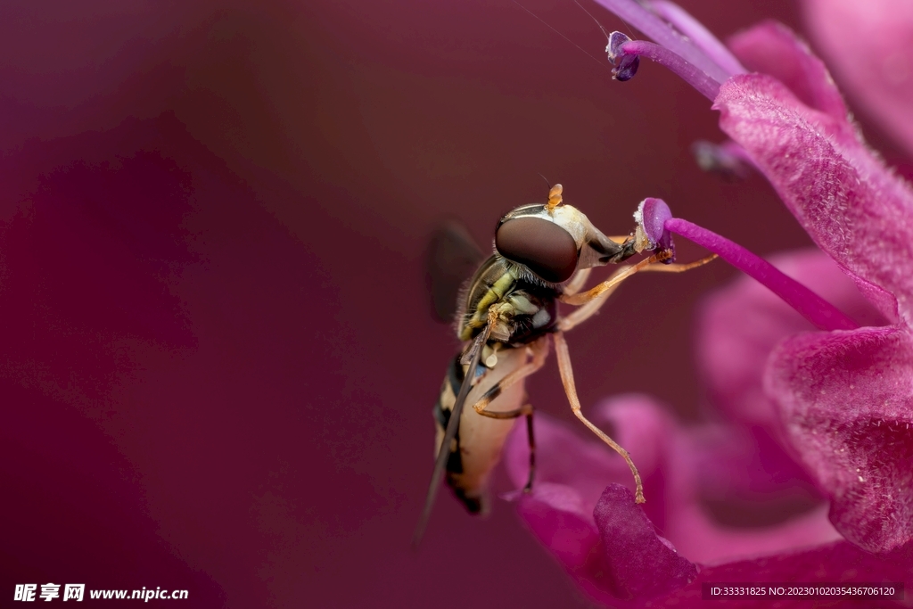蜜蜂
