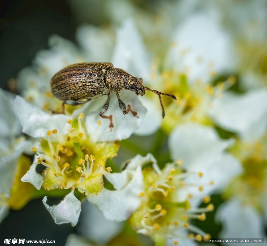 甲虫