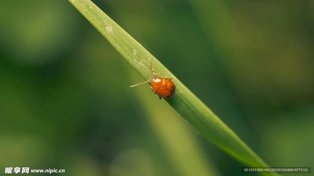 甲虫