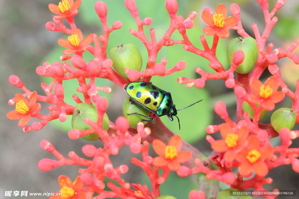 甲虫
