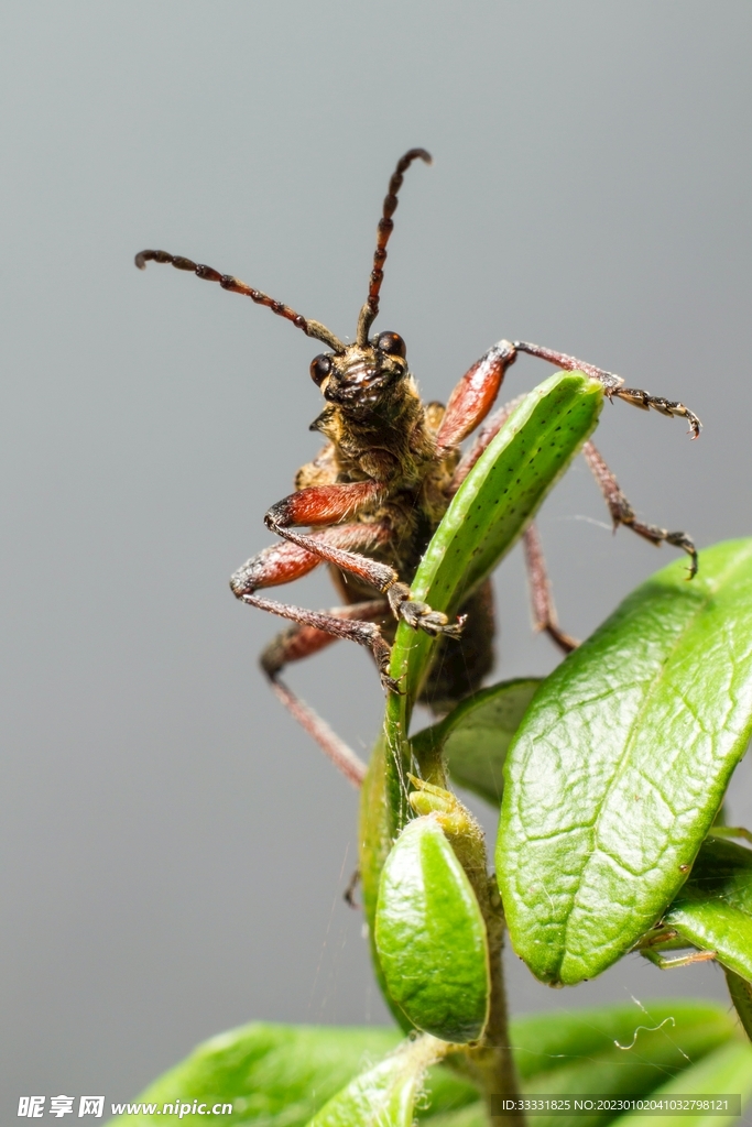 甲虫