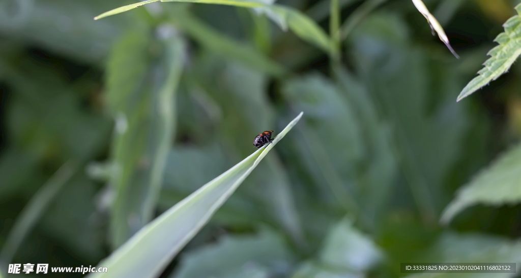 甲虫