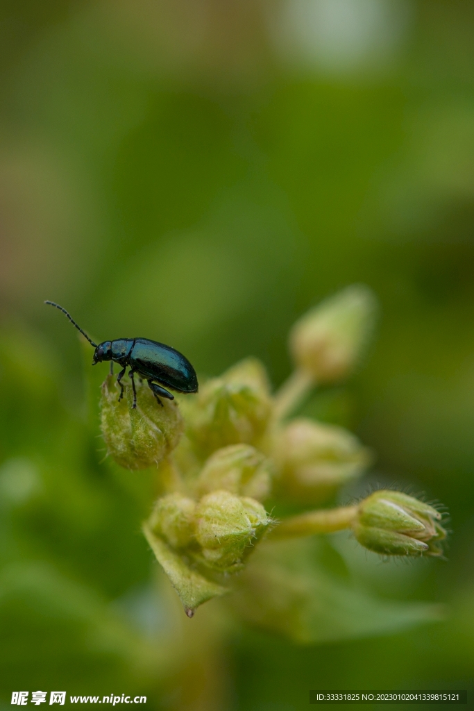 甲虫