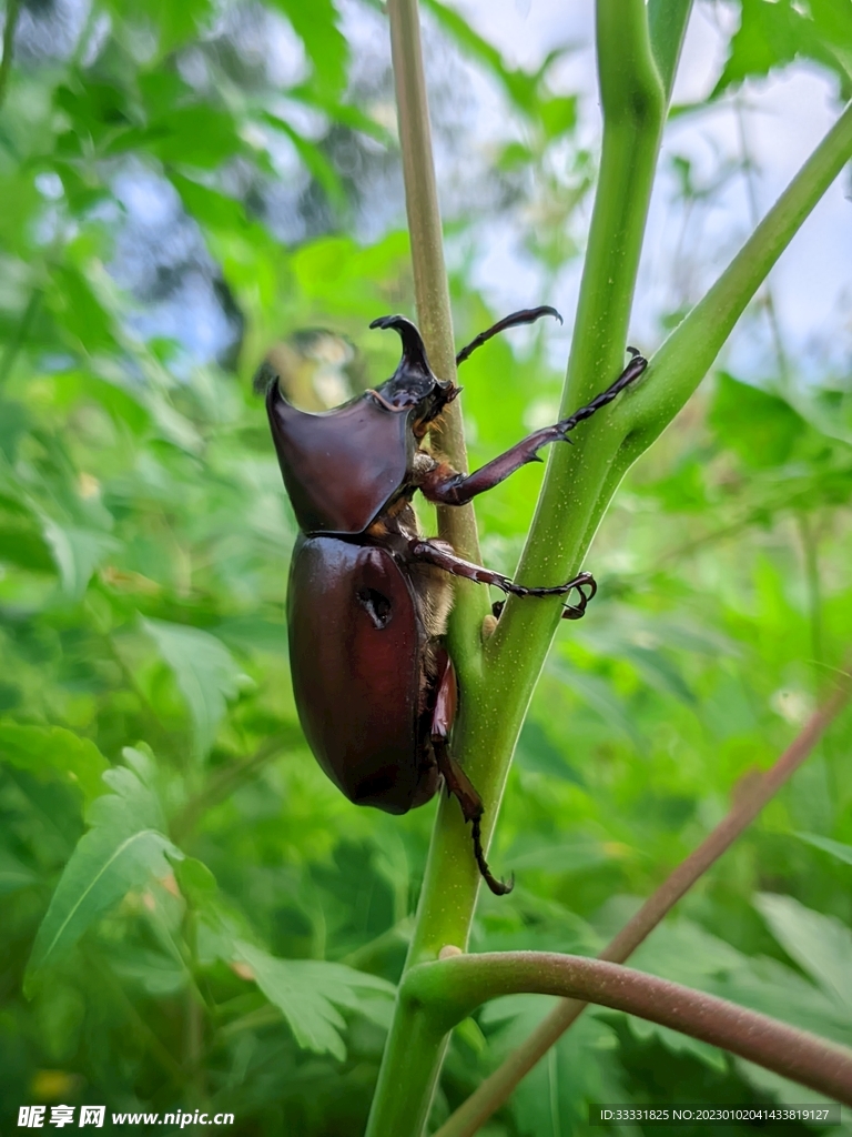 甲虫