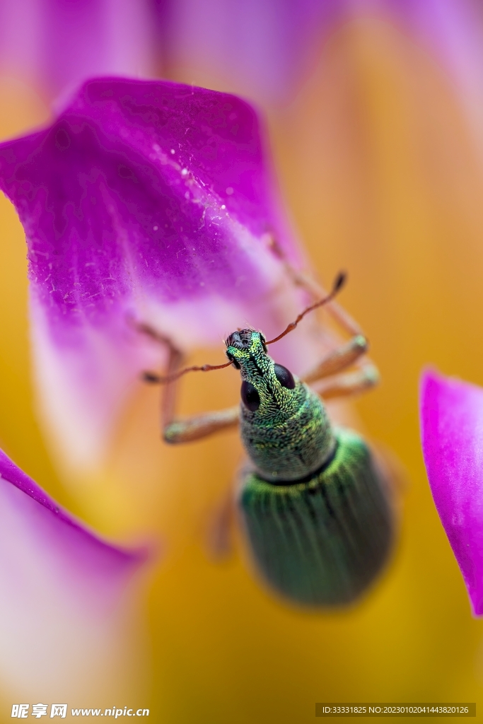 甲虫