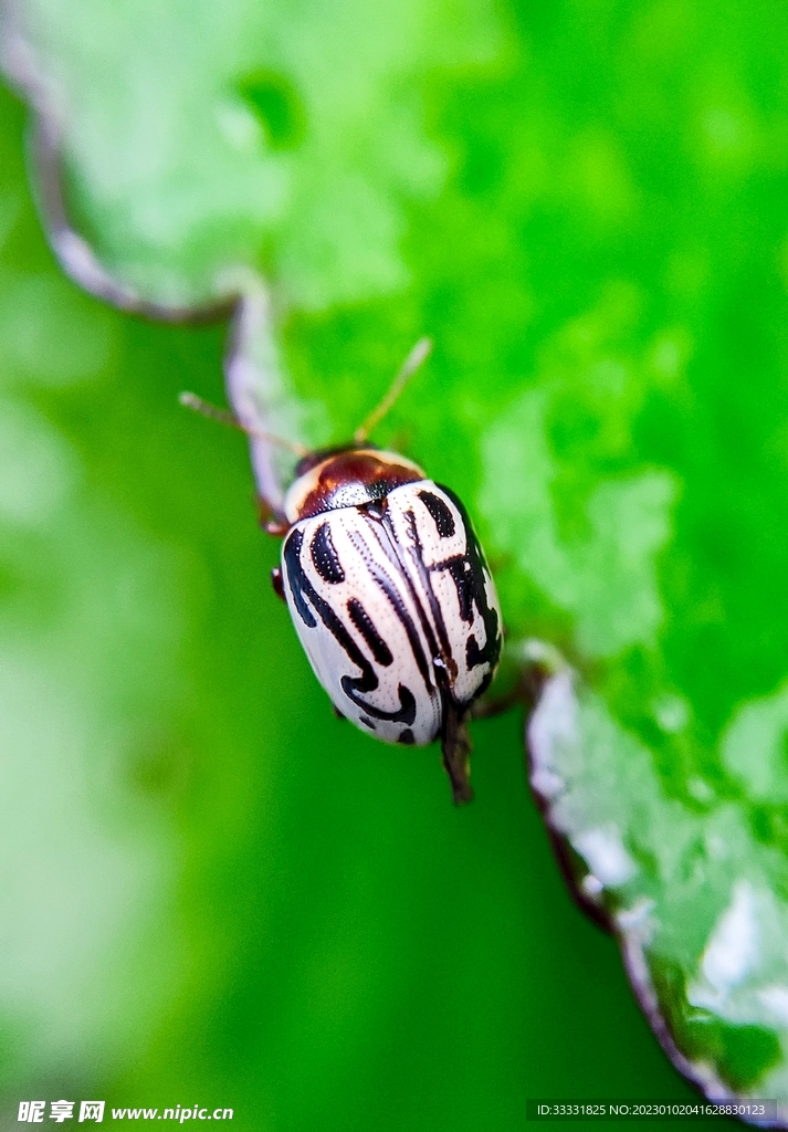 甲虫