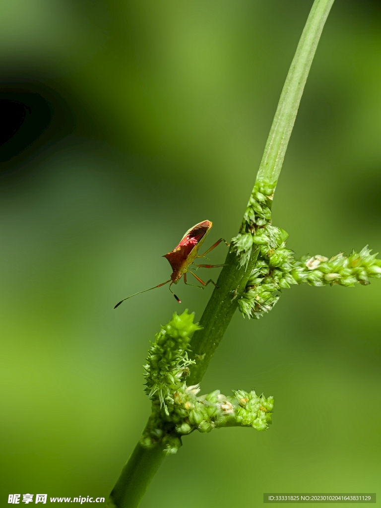 甲虫