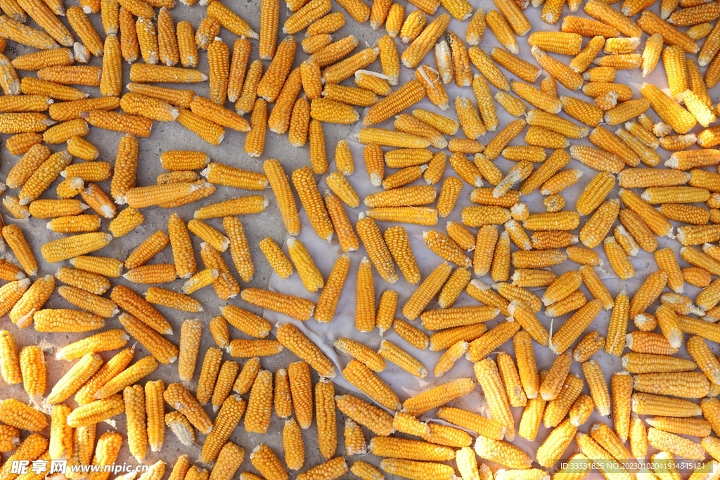玉米